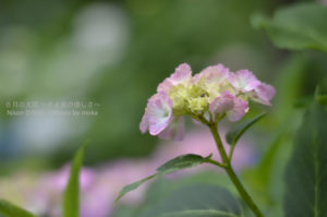 ［6］お寺の朱色は紫陽花とベストマッチ！