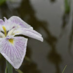 ［6］雨のしずくをうけとめて 〜葛飾菖蒲まつり〜