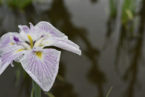 ［6］雨のしずくをうけとめて 〜葛飾菖蒲まつり〜
