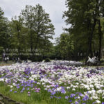［6］水元公園で開催される葛飾菖蒲まつり