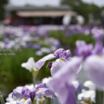 ［6］梅雨の中休みにみる花菖蒲