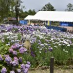 ［6］美しい花を保つための作業に心から感謝