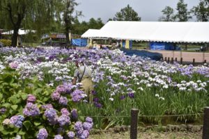 ［6］美しい花を保つための作業に心から感謝