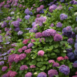 ［6］夏本番のギリギリまでアジサイの花を楽しむ！