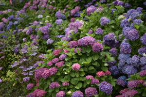 ［6］夏本番のギリギリまでアジサイの花を楽しむ！