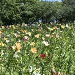 ［6］ところざわのゆり園で４５万株の花に囲まれる