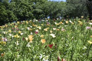 ［6］ところざわのゆり園で４５万株の花に囲まれる