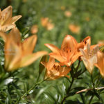 ［6］オレンジ色のユリの花に癒やされて