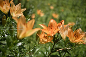 ［6］オレンジ色のユリの花に癒やされて
