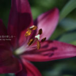 ［6］妖艶なユリの花の美しさ