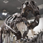 ［6］雨の日の写真撮影に最適！国立科学博物館で恐竜に出会う