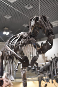 ［6］雨の日の写真撮影に最適！国立科学博物館で恐竜に出会う