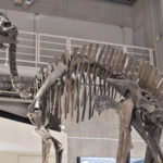 ［6］6500万年前の恐竜のロマン