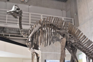 ［6］6500万年前の恐竜のロマン