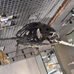 ［6］海水浴で出会えたかもしれない動物たち！？