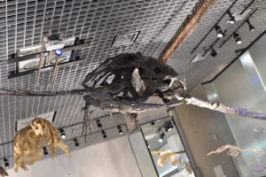 ［6］海水浴で出会えたかもしれない動物たち！？