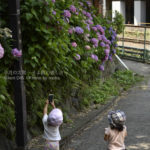 ［6］小さなカメラマンによるアジサイ撮影