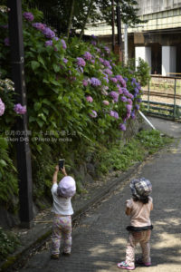 ［6］小さなカメラマンによるアジサイ撮影