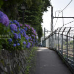 ［6］王子、飛鳥山公園の紫陽花が満開です