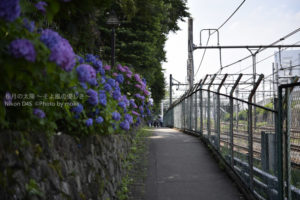 ［6］王子、飛鳥山公園の紫陽花が満開です