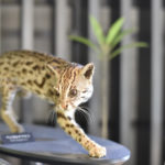 ［6］野生動物のはく製で、動物を間近で観察