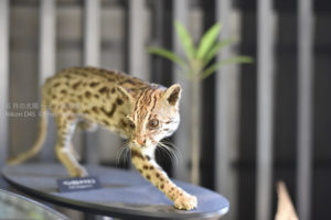 ［6］野生動物のはく製で、動物を間近で観察