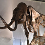 ［6］迫力満点のマンモス、でも像と似ていますね！