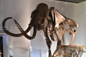 ［6］迫力満点のマンモス、でも像と似ていますね！
