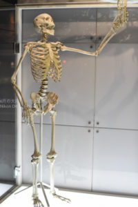 ［6］猿からヒトへ、骨は退化したのでは。