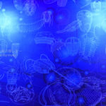 ［6］古代の化石といえば、三葉虫とアンモナイト！