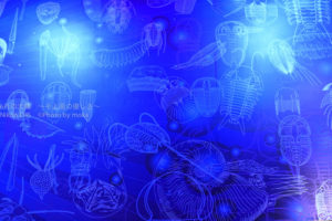 ［6］古代の化石といえば、三葉虫とアンモナイト！