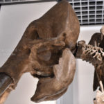 ［6］マンモスおじいちゃん！？