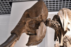 ［6］マンモスおじいちゃん！？