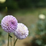 ［6］真夏に咲く、大輪のダリア