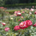 ［6］真夏の日差しと薔薇の花