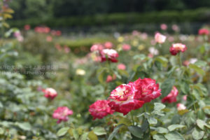 ［6］真夏の日差しと薔薇の花