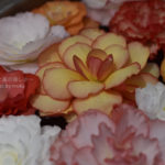 ［6］水に浮かべられたベゴニアで清涼感アップ