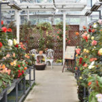 ［6］美しきベゴニアに囲まれて涼をとる