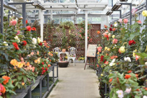 ［6］美しきベゴニアに囲まれて涼をとる