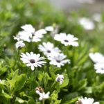 ［6］真夏の光線と可愛らしい花