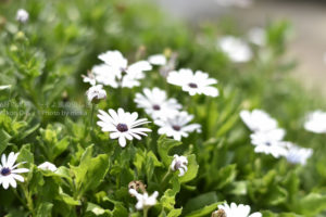 ［6］真夏の光線と可愛らしい花