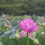 ［6］古代より蘇った行田蓮