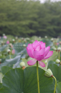 ［6］古代より蘇った行田蓮