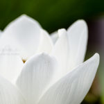 ［6］白い蓮の花の輝き