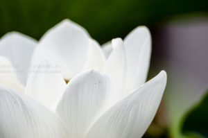 ［6］白い蓮の花の輝き