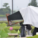 ［6］超本格派による古代蓮の撮影