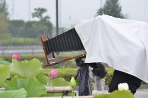 ［6］超本格派による古代蓮の撮影