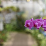 ［6］涼しく見れるぞ、神代植物園のランの花