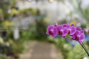 ［6］涼しく見れるぞ、神代植物園のランの花
