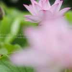 ［6］2014年、お気に入り蓮ベスト３